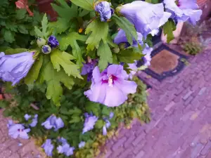 Jacquelien 03 Chinese Roos